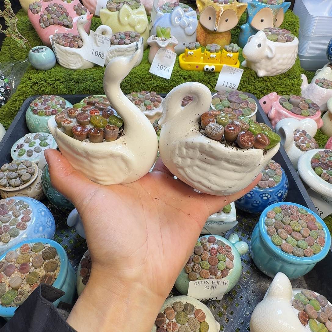 多肉植物和植物的生长1172