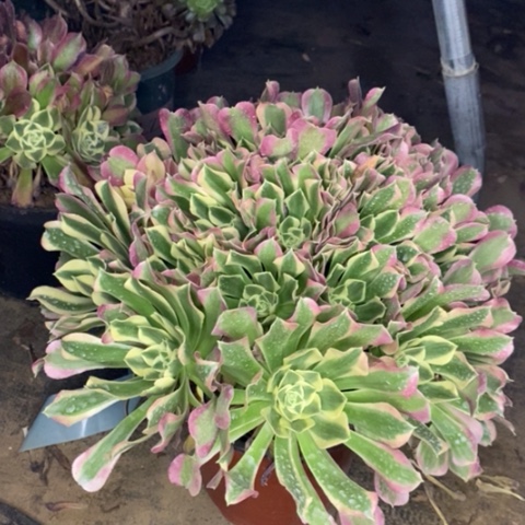 白凤多肉植物099