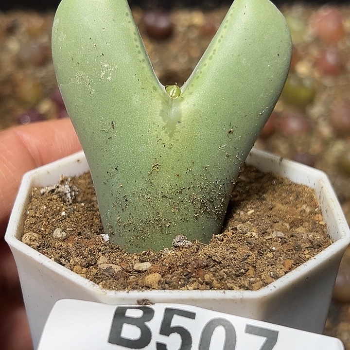 云***龙507号大将多肉植物