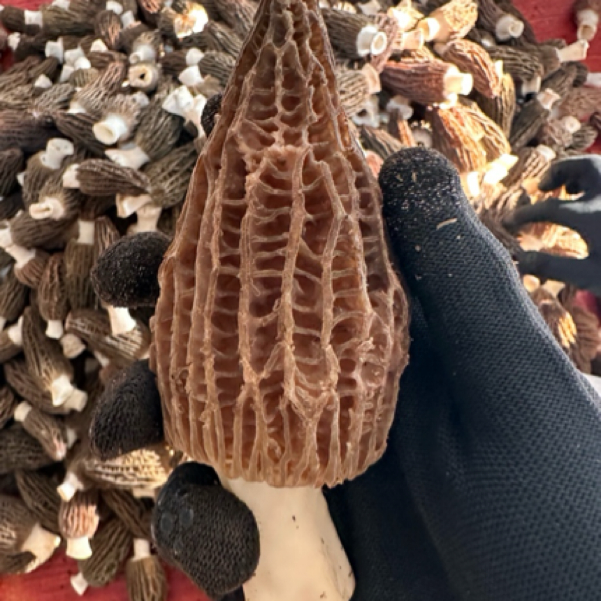 新鲜羊肚菌-天然采摘，品质保证，营养丰富