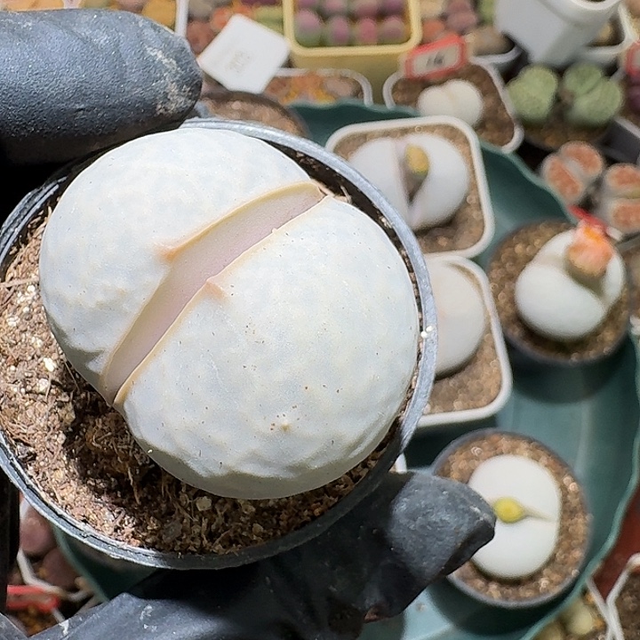 唔***Q3:：：：生石花。  307号