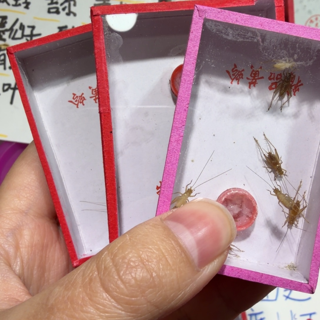 胡***咂蟋蟀三条鸣虫包邮