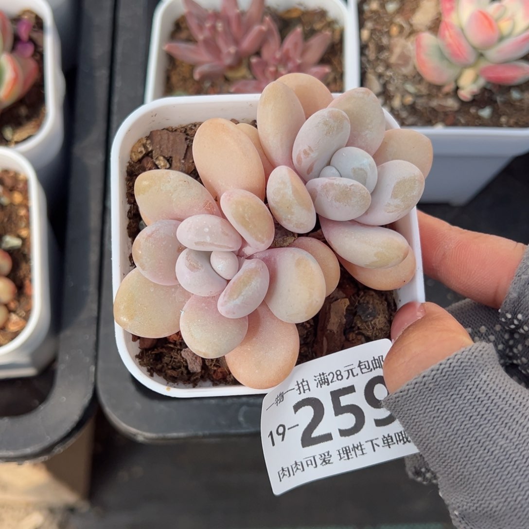 粉兔多肉多肉多肉多肉