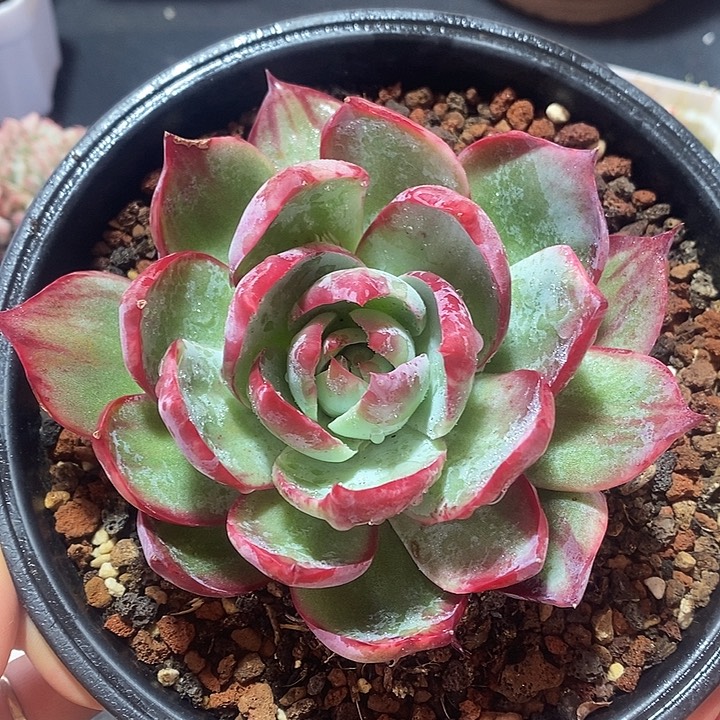 春节福利惊鸿仙子30