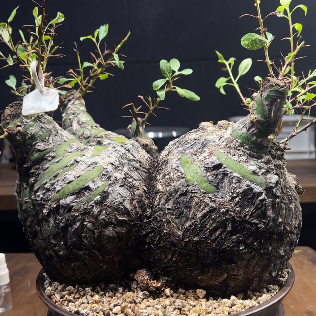 蔟生福桂花极品双头