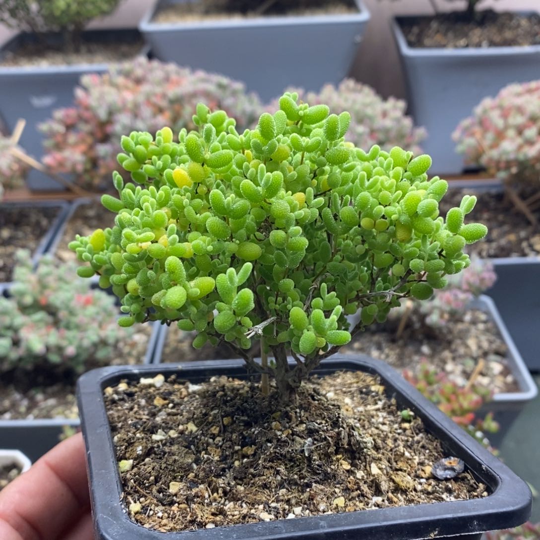 2013蜜橘糖球枝干