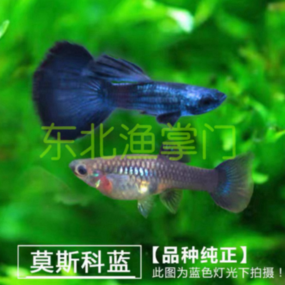 直播间福利精品孔雀鱼大号莫斯科冰蓝种鱼（入缸后不包损）