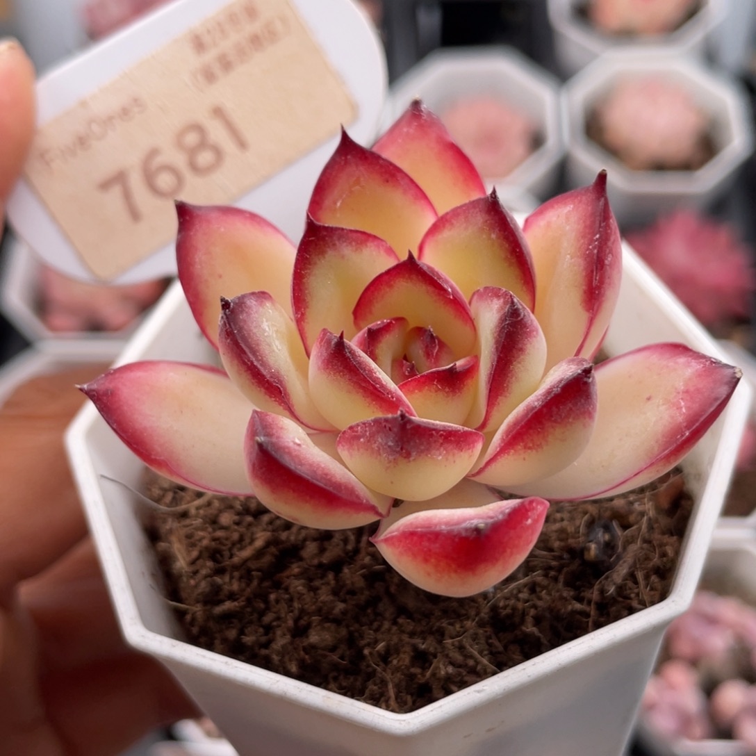 肉酱7681-5.5厘米