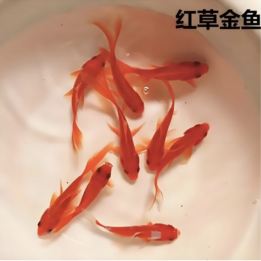 草金观赏鱼混搭冷水淡水鱼好养耐活适合家庭鱼缸