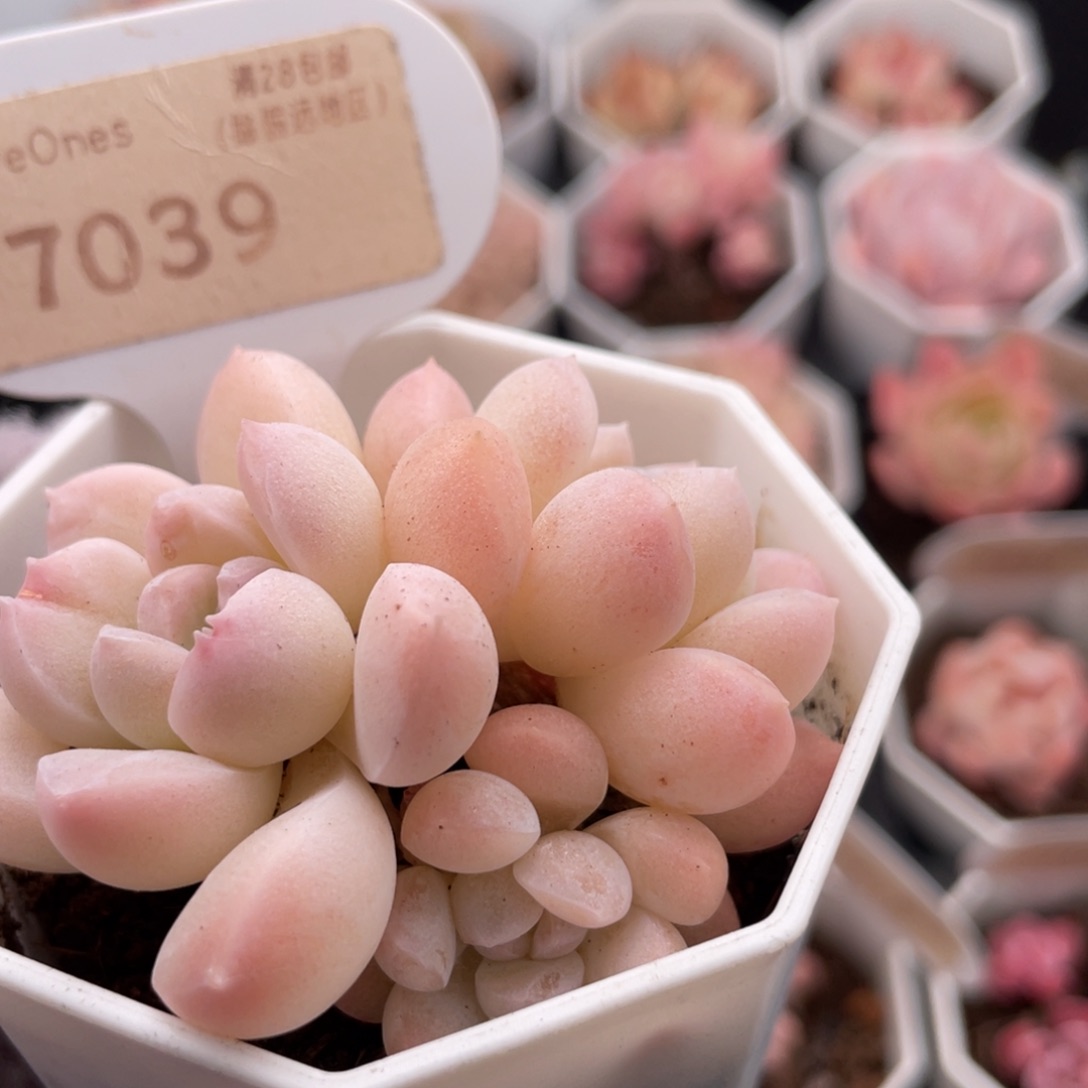 奶糖7039-6.0厘米