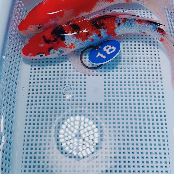 海水鱼锦鲤观赏鱼18