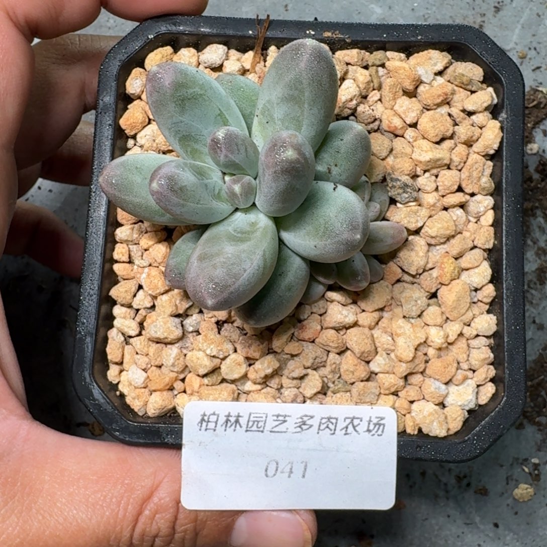 041 美人杂交 一物一拍