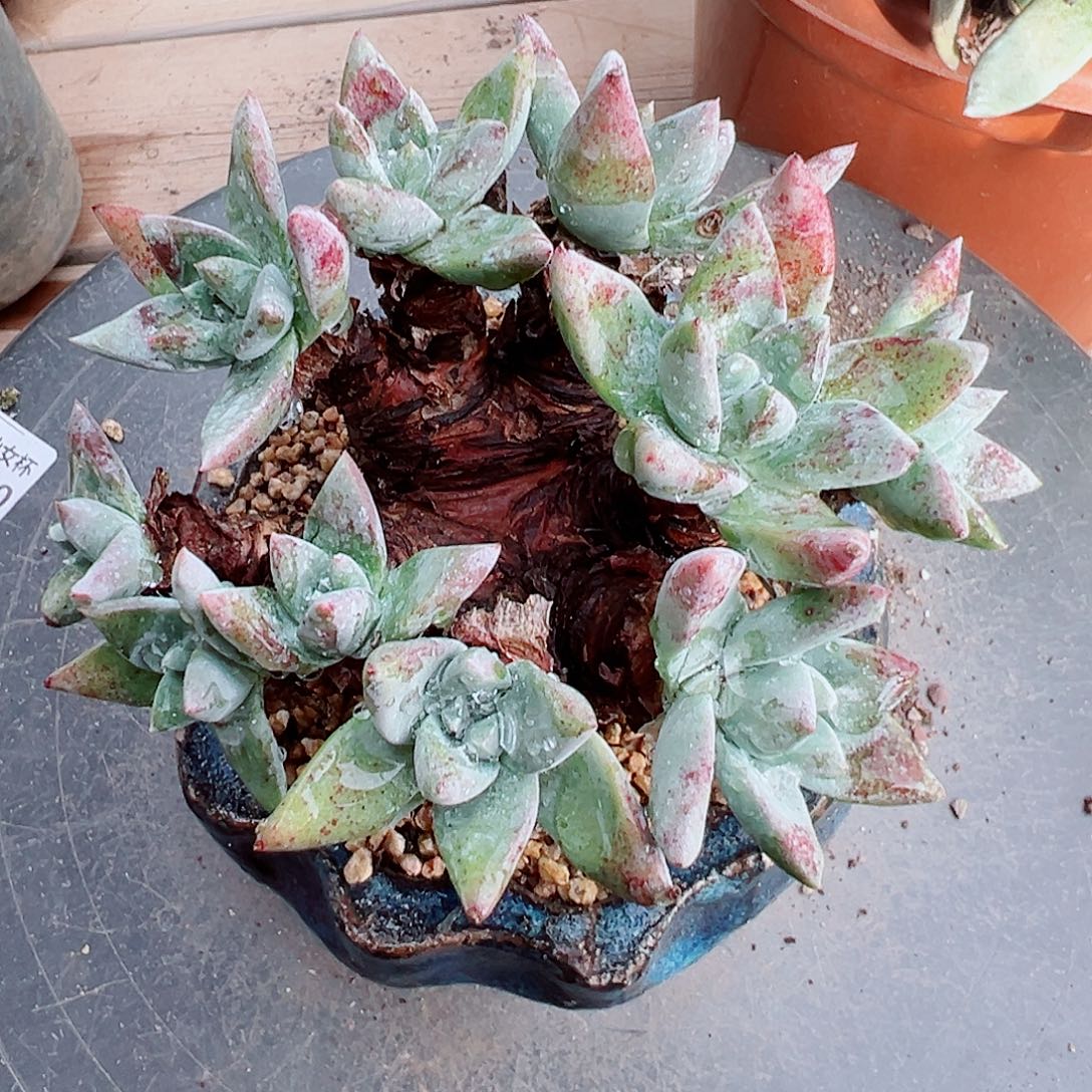 9090流丹海瑟仙女