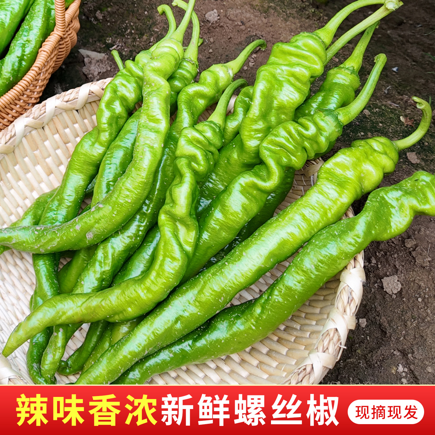 山东莘县新鲜现摘薄皮中微辣螺丝椒当季应季蔬菜