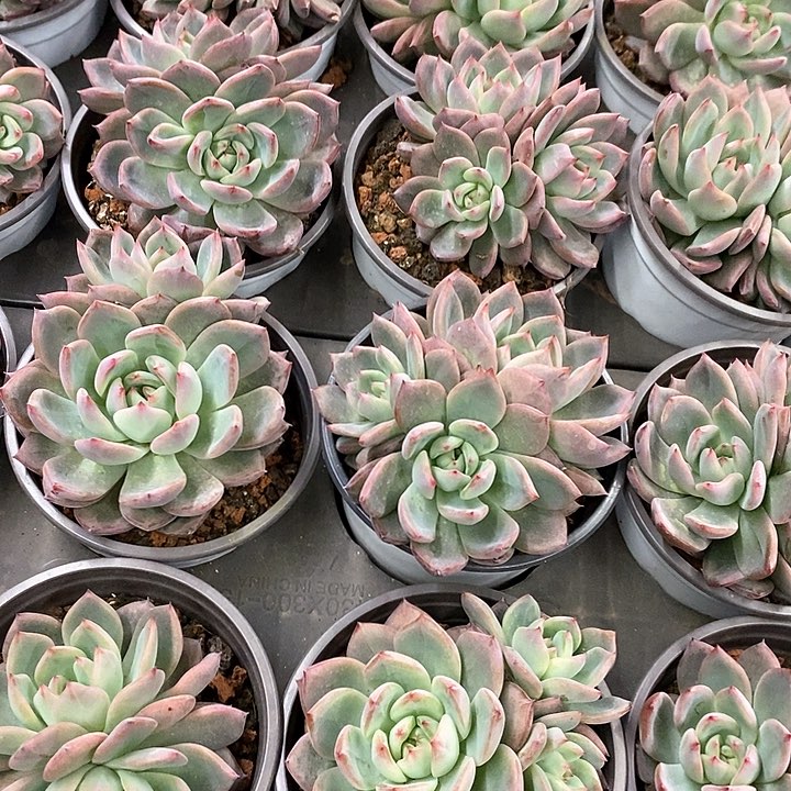 32。法兰西玫瑰双头起