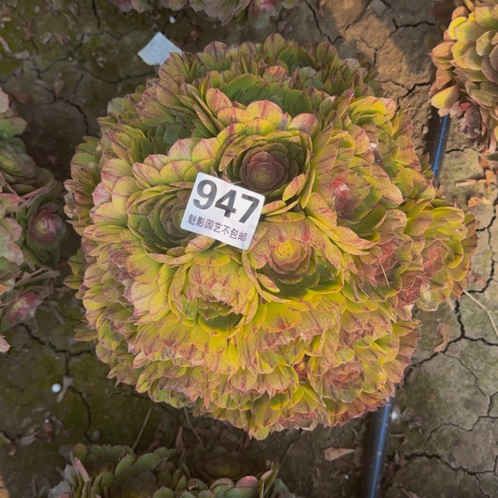 拉丝花29-51包邮花花