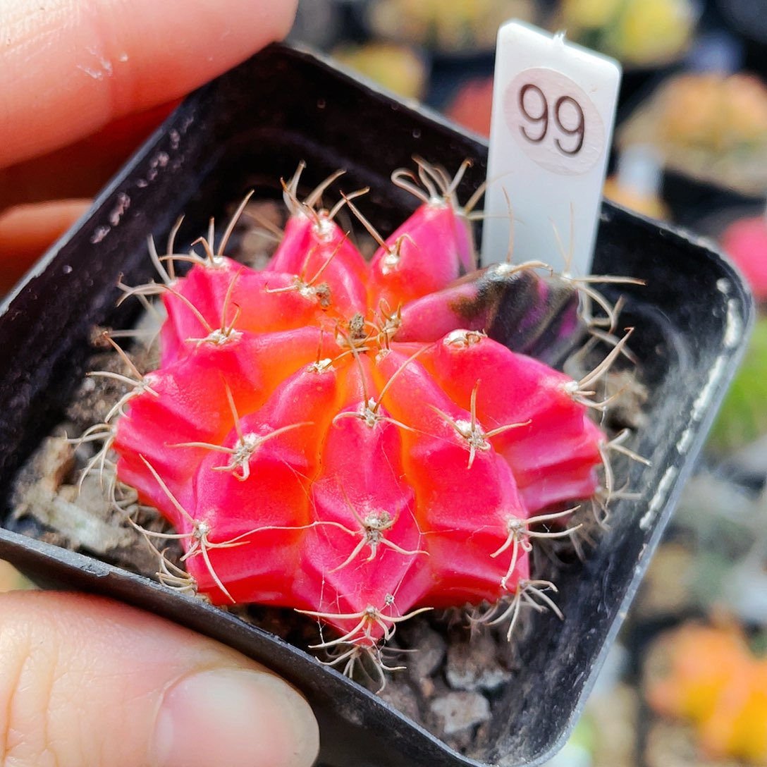 非偏远地区满25裸根发货仙人球