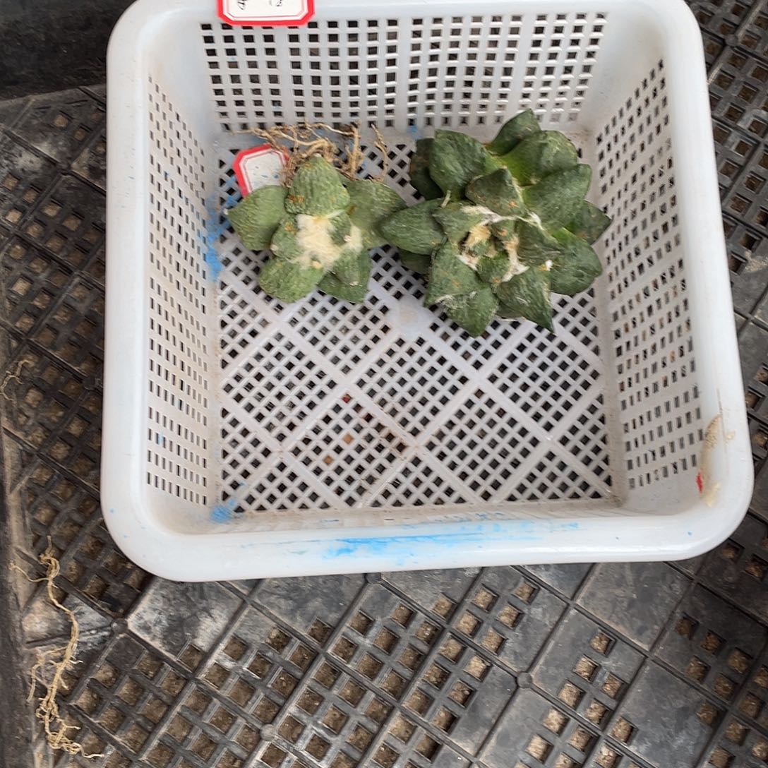 无花朵岩牡丹一物一拍