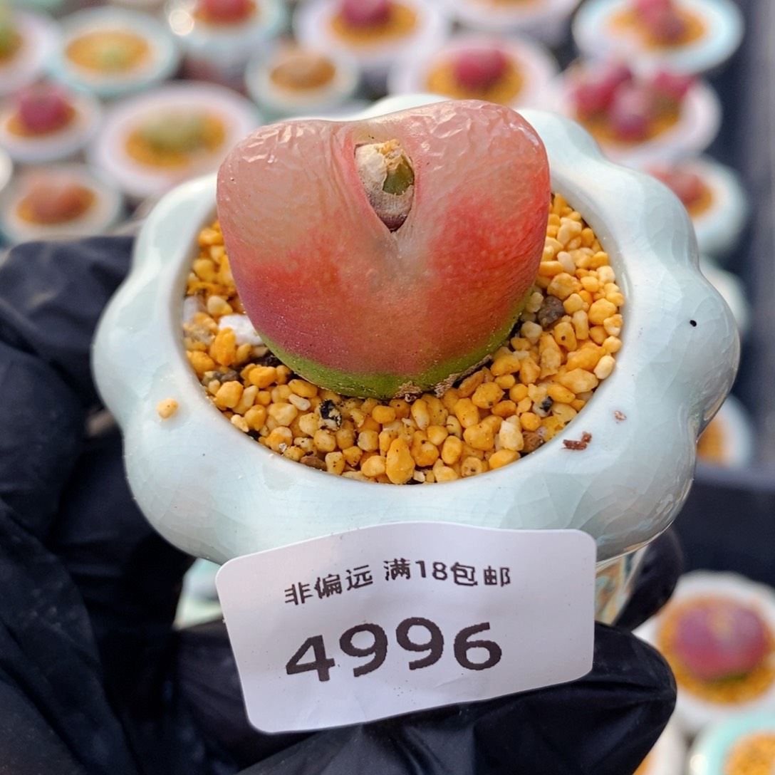 4996--一物一拍 带盆