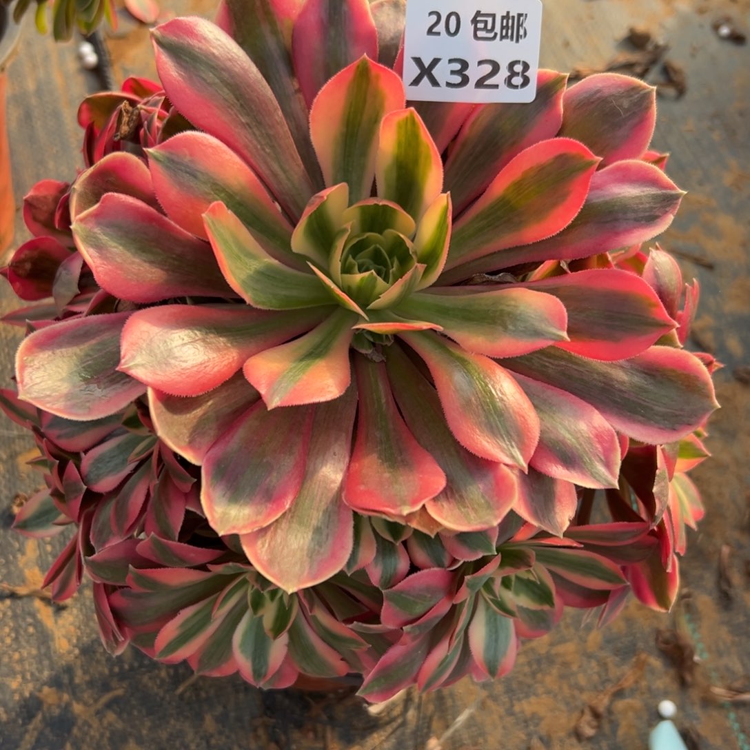 328女妖，满20包邮