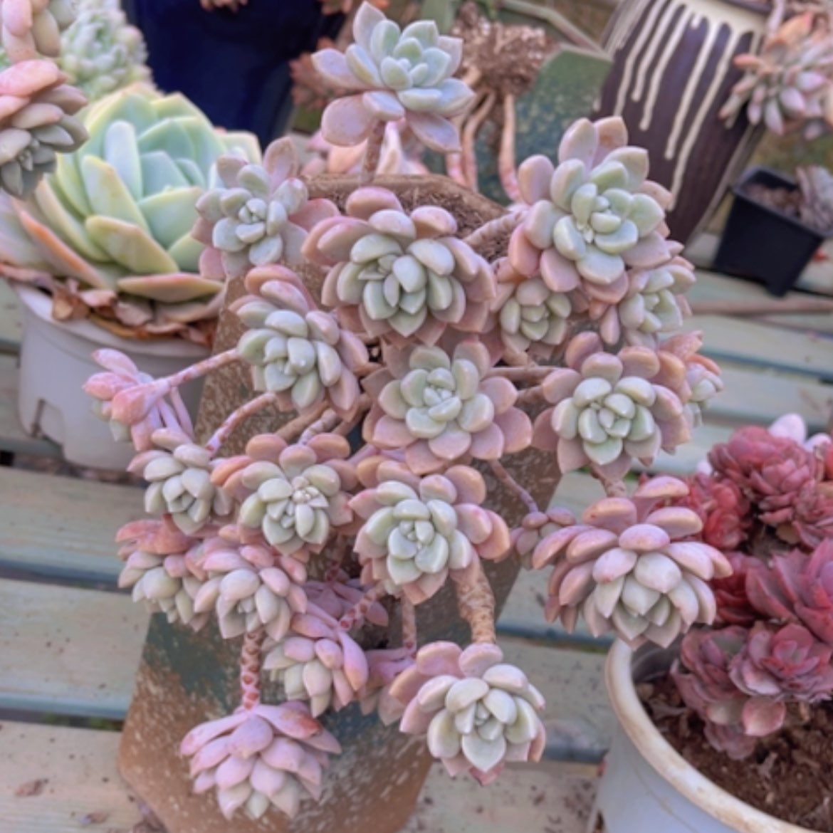 【闪购商品】克洛伊0919