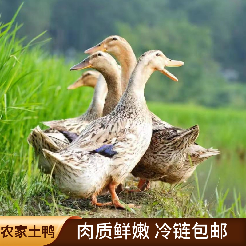 【精选4只】农家土鸭 肉质鲜嫩啤酒鸭姜爆鸭顺丰冷链包邮 无爪无翅