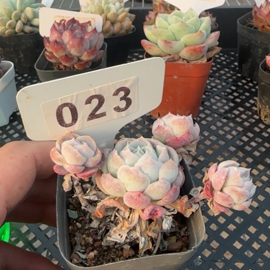 23 一物一拍多肉