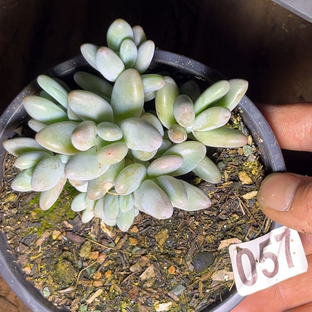 多肉植物057白兰迪