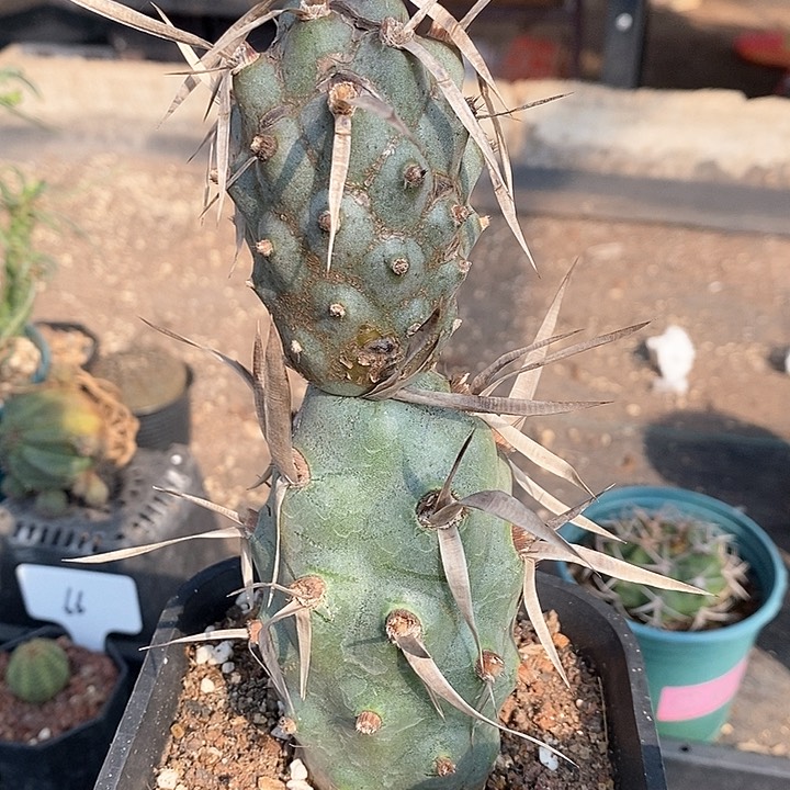 孤品自根巨型武藏野雪人造型微瑕福利掉头不售后