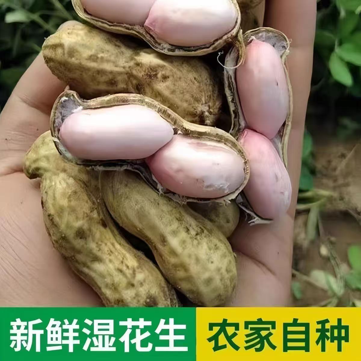 新鲜现挖带壳湿花生农家自种可生吃水煮当季花生嫩粉皮农家自种c