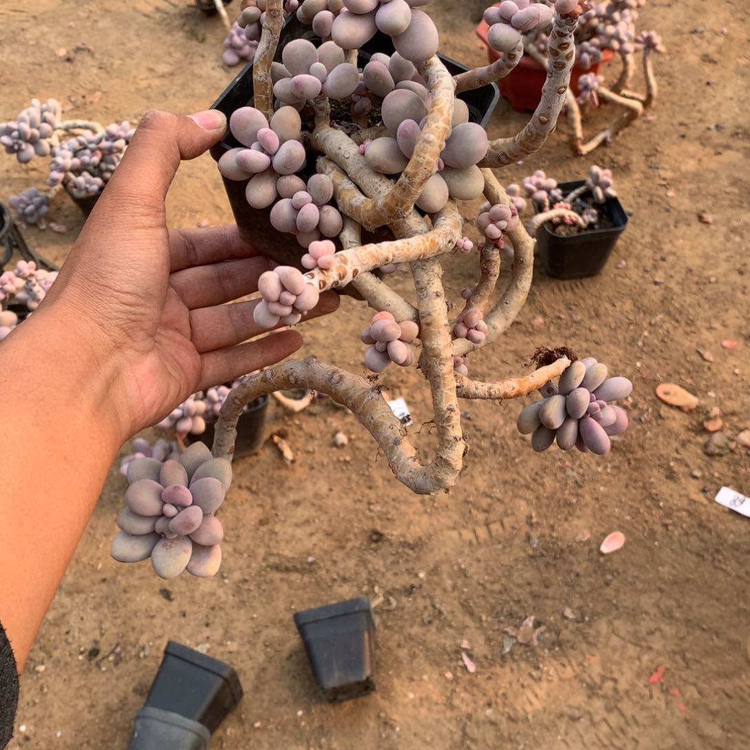 91一物一拍桃蛋瑕疵福利款不包售后