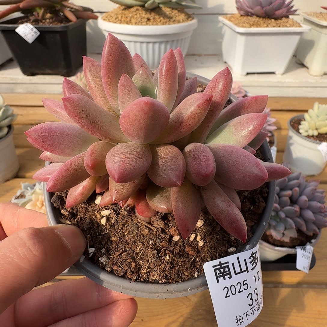 赫菲斯托1111128-33