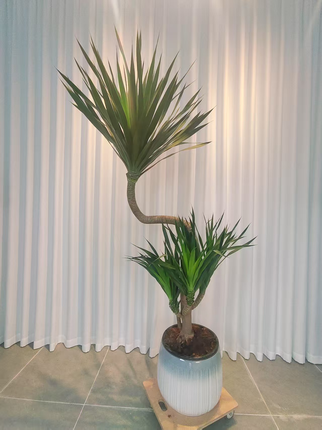 太空铁龙血树高端轻奢大型盆栽好养组合懒人室内外四季青风格耐旱