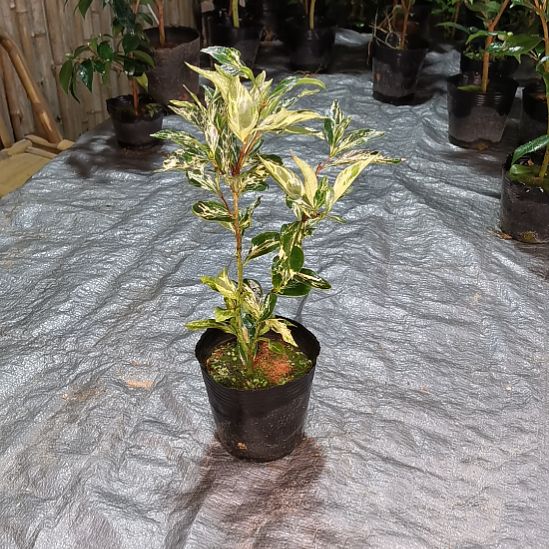 无花朵中华逸品  