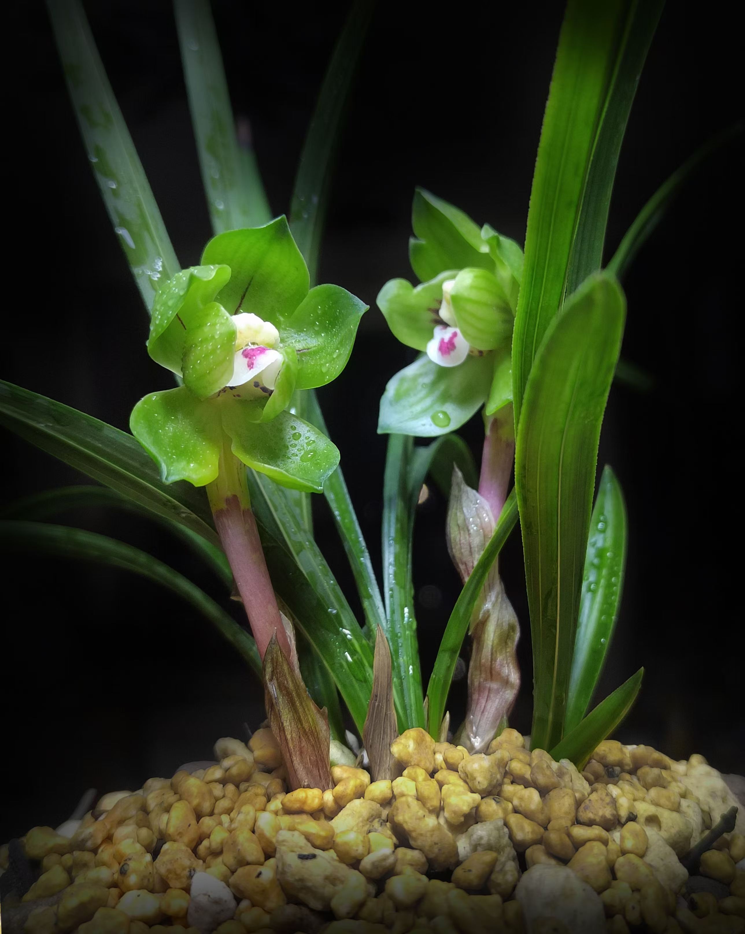 兰花专属链接（200-1000元）