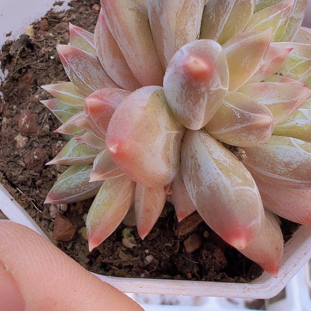 双头幻影美人19包邮多肉