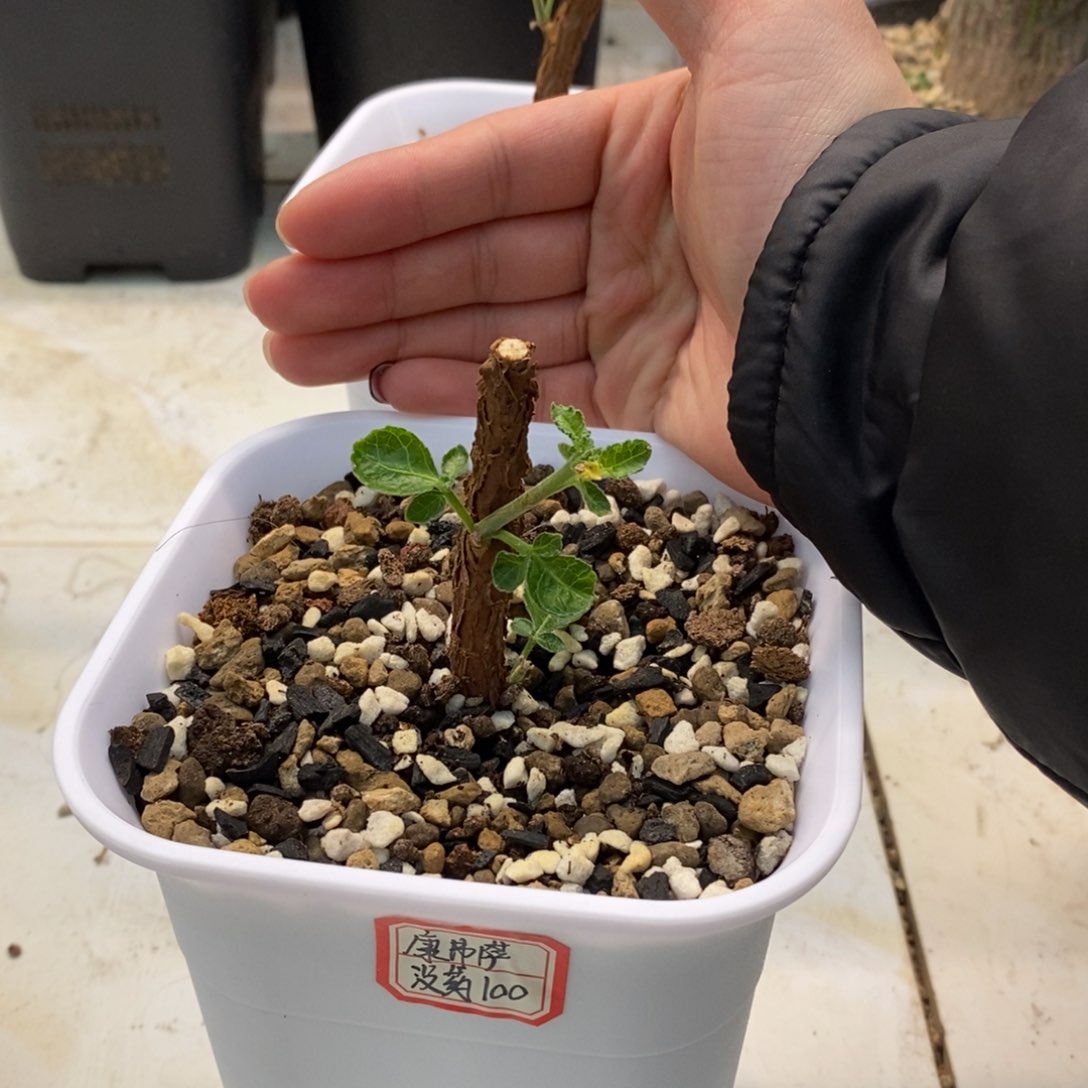 ?****?康佛萨没药带盆发货