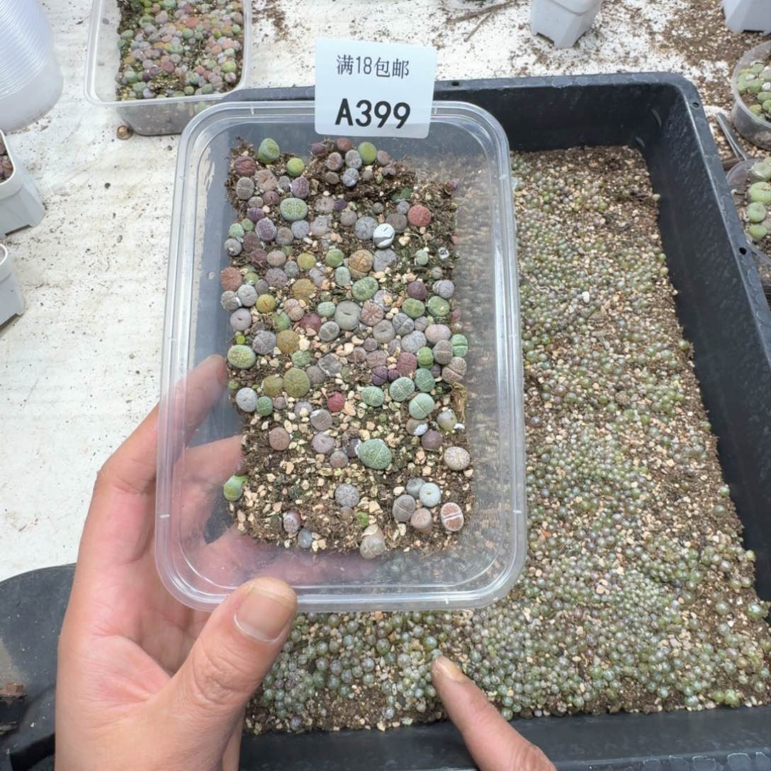 A399  彩色生石花一盒