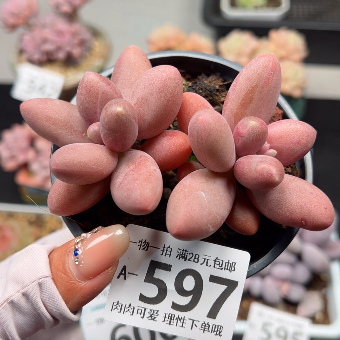 糖果美人多肉多肉多肉