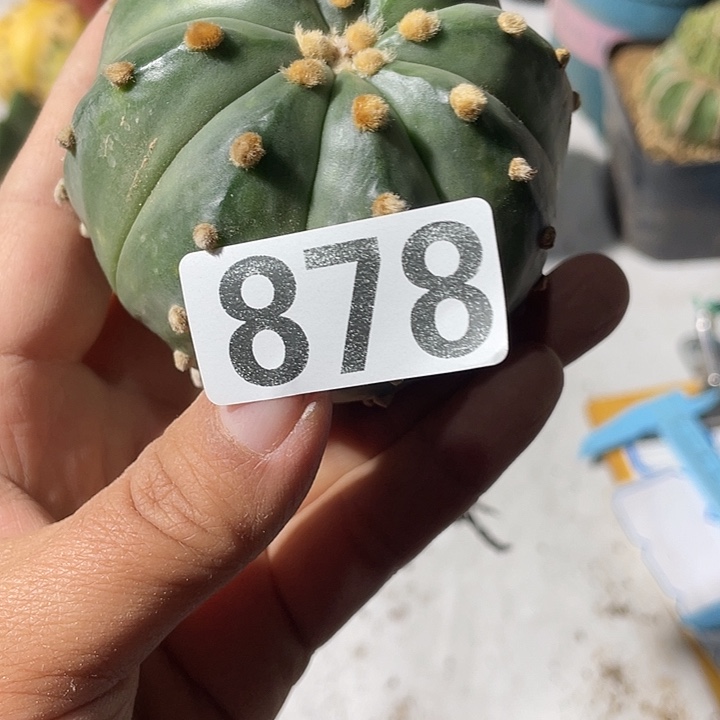 仙人球仙人球三角嫁接878号