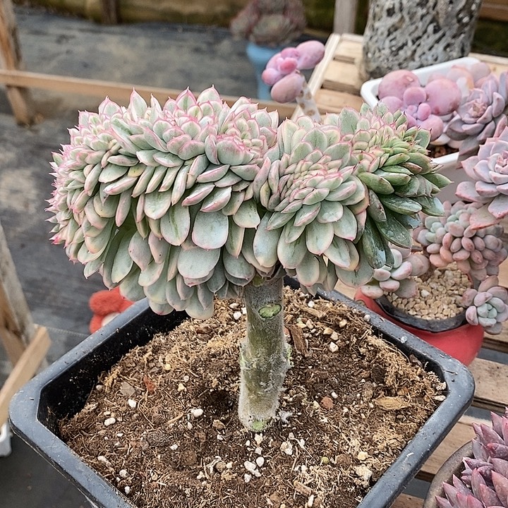 多肉植物肉肉植物