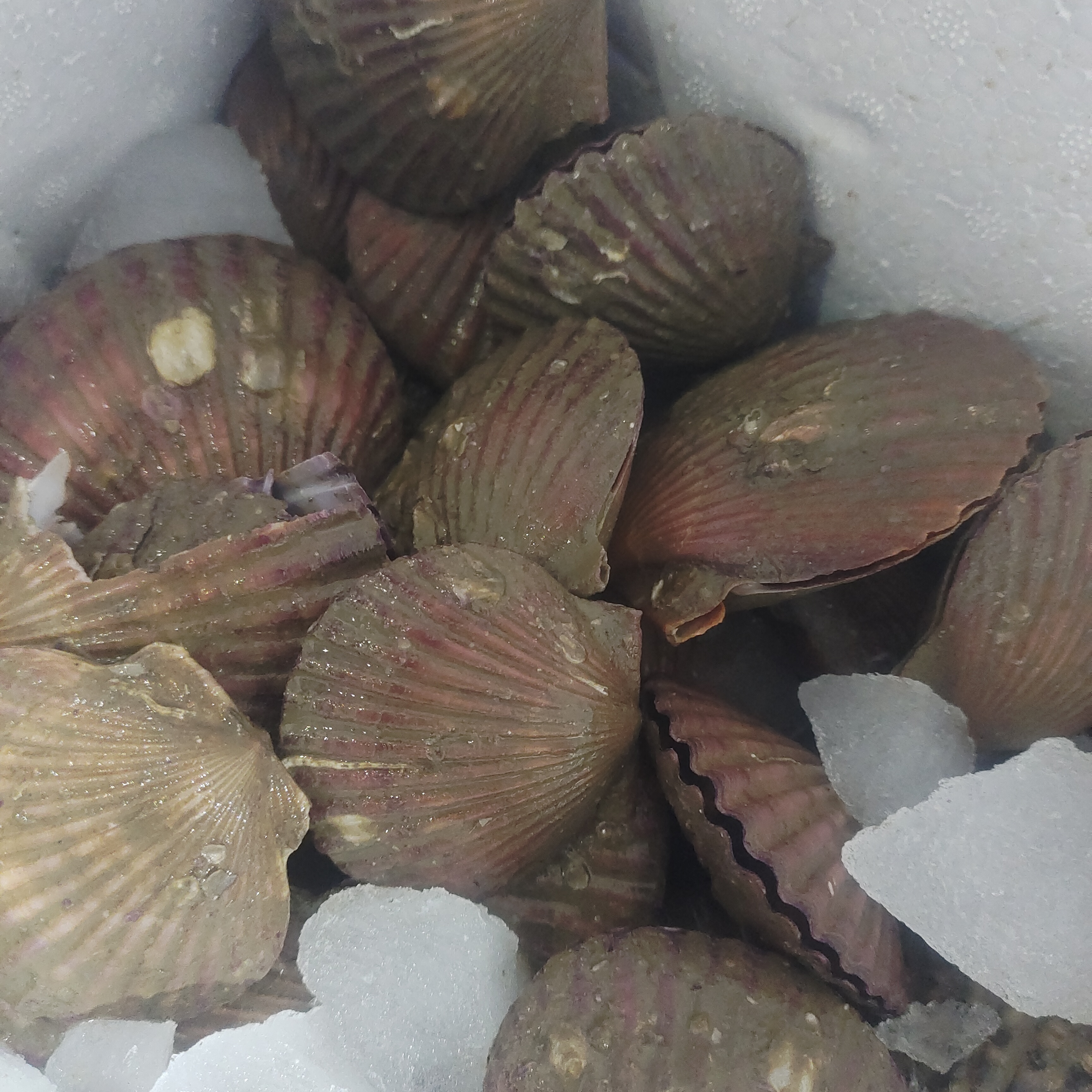 小红贝十元三斤，