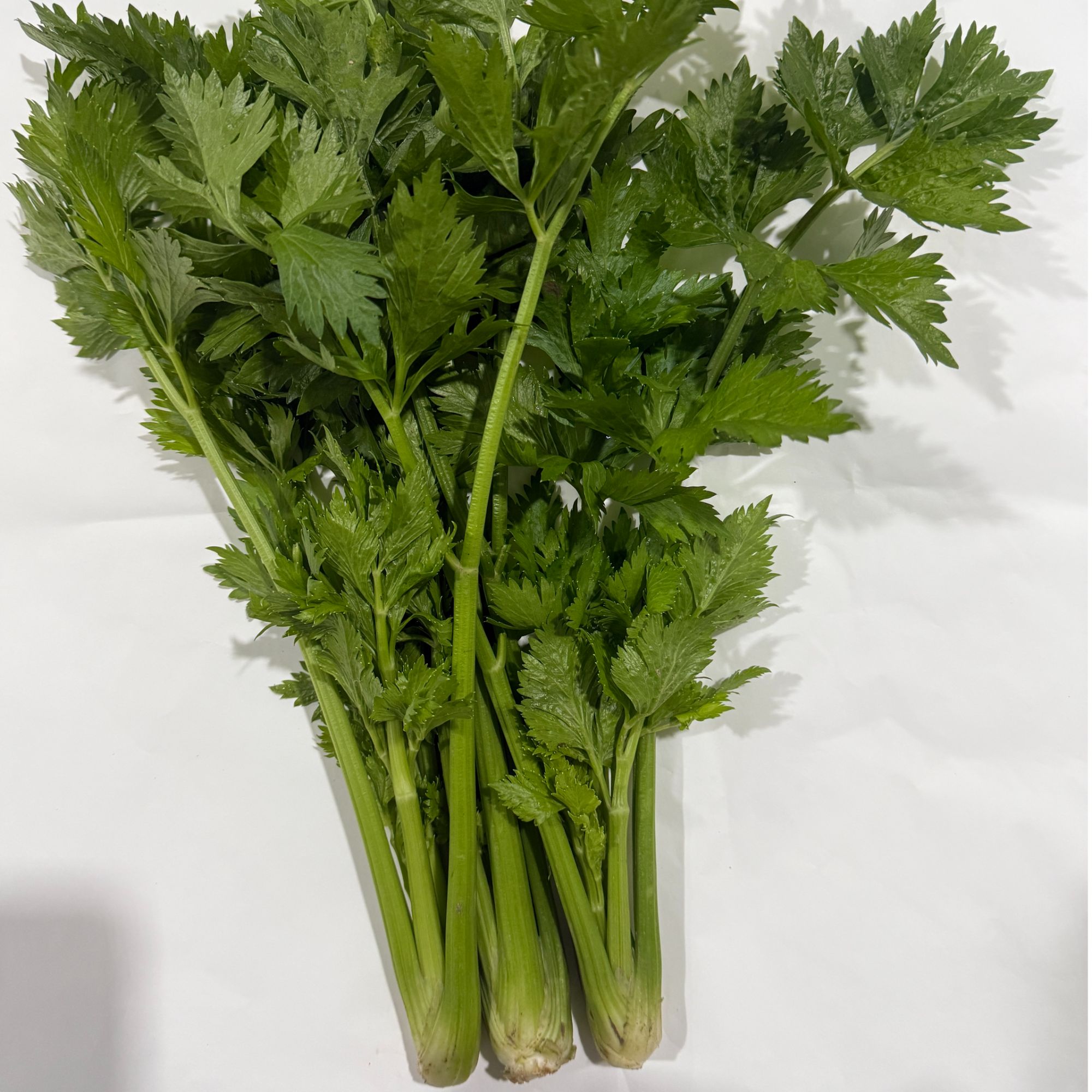 鲜季全自产 有机绿芹 300克 现采 顺丰空运无保鲜剂