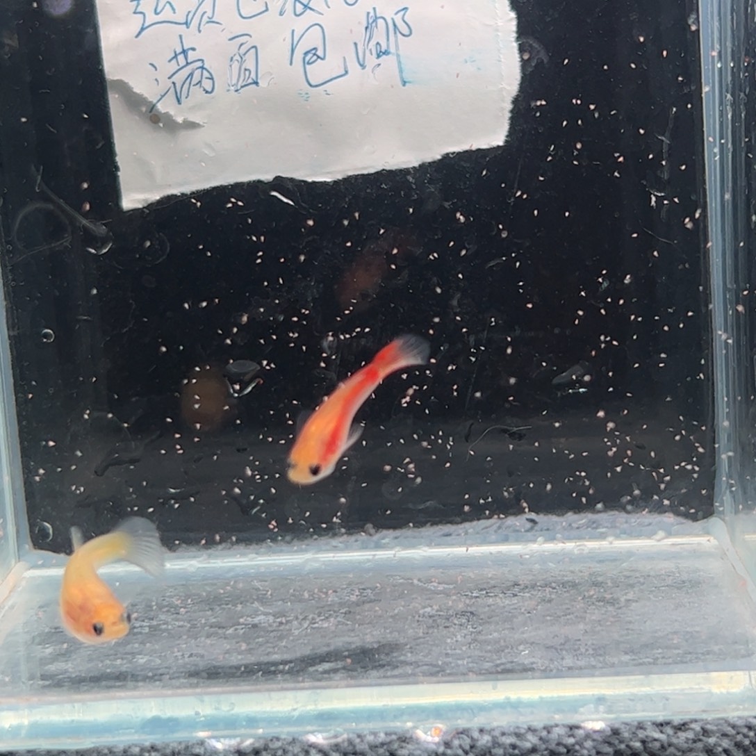 孔雀鱼胭脂粉1111111