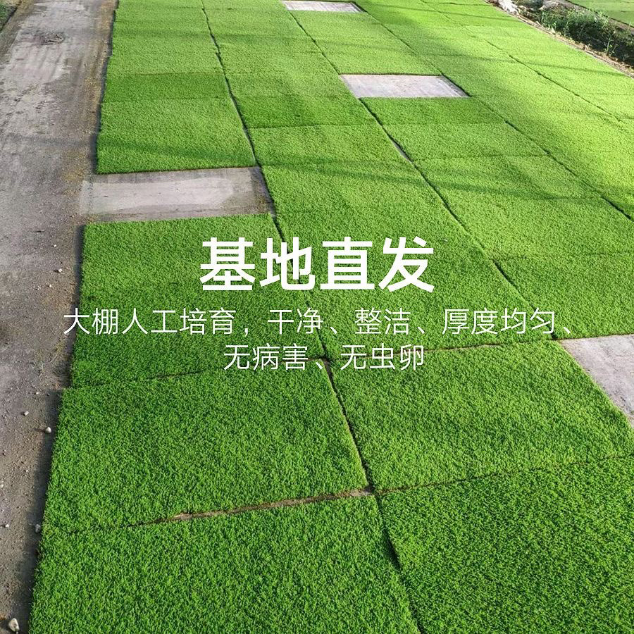 人工短绒苔藓鲜活苔藓庭院造景吸水石雨林微景观盆植物纱布618