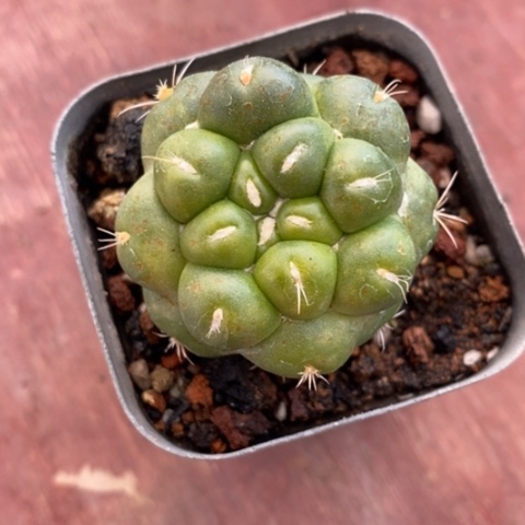 无刺象牙3仙人球