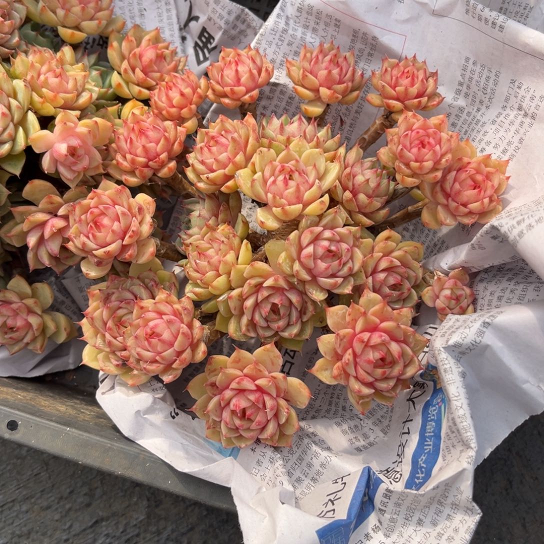 多肉植物多肉植物1