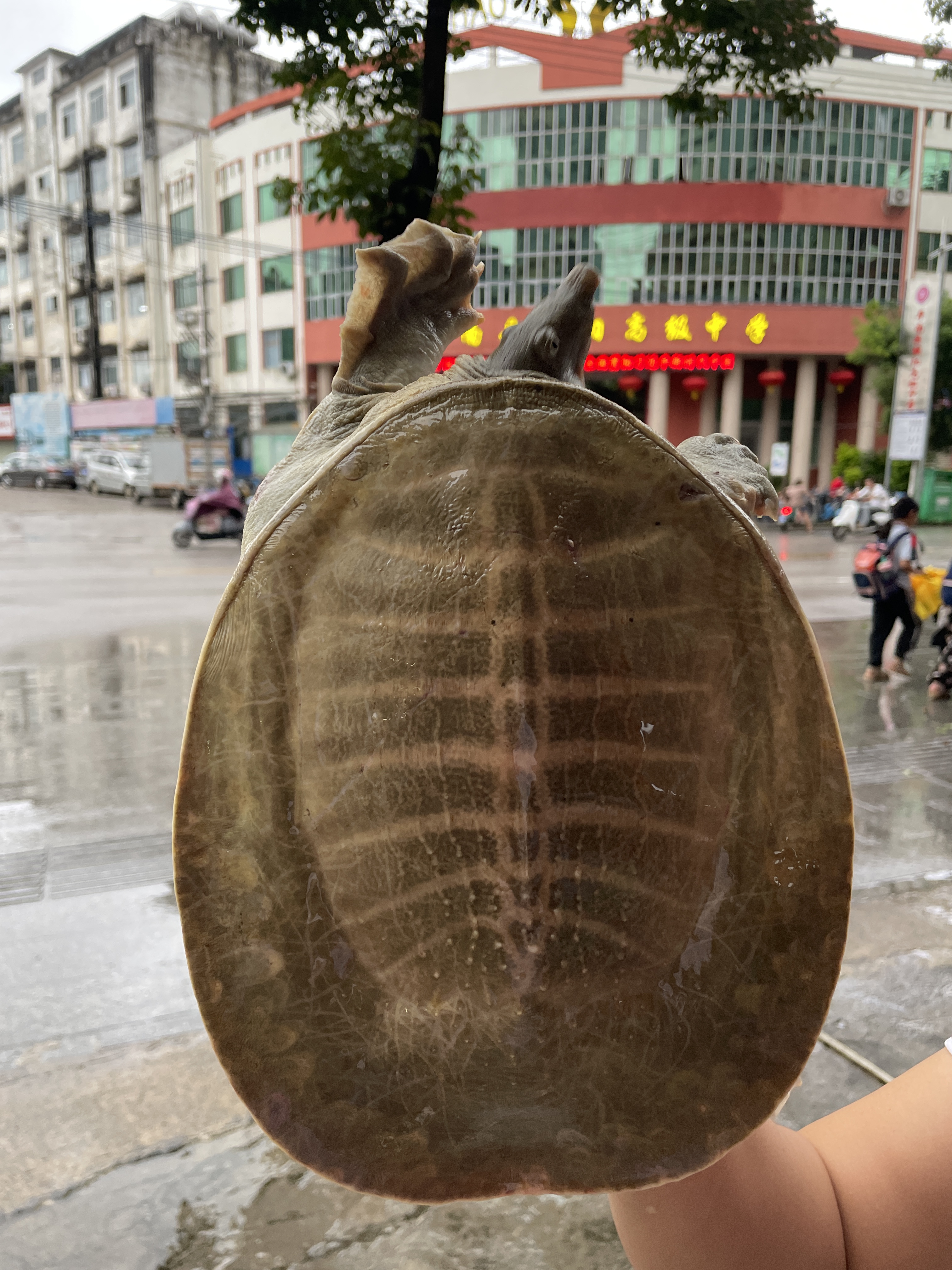 广西生态外塘冷水放养黄沙鳖黄沙大甲鱼