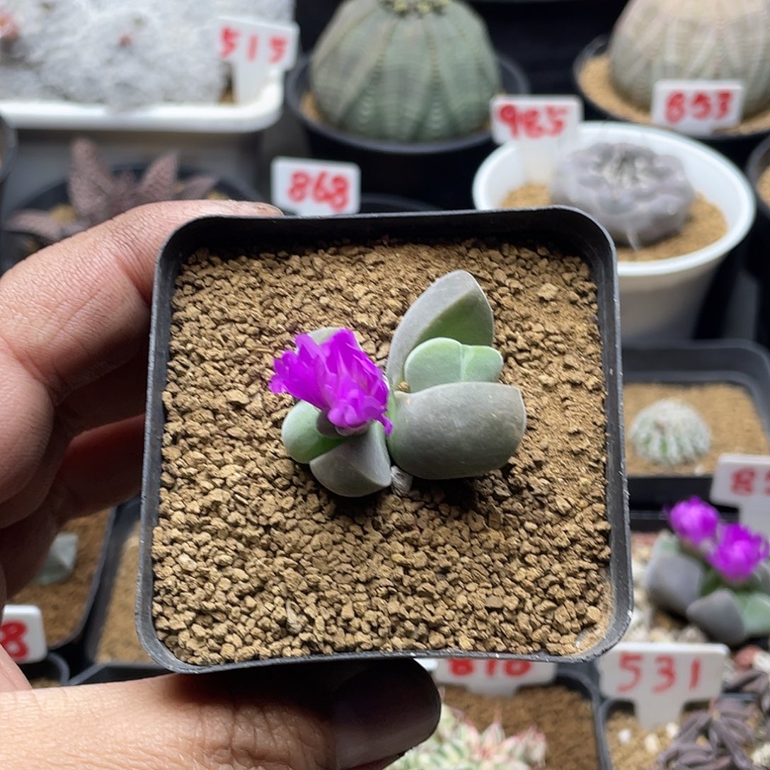 实生双头紫花无比玉