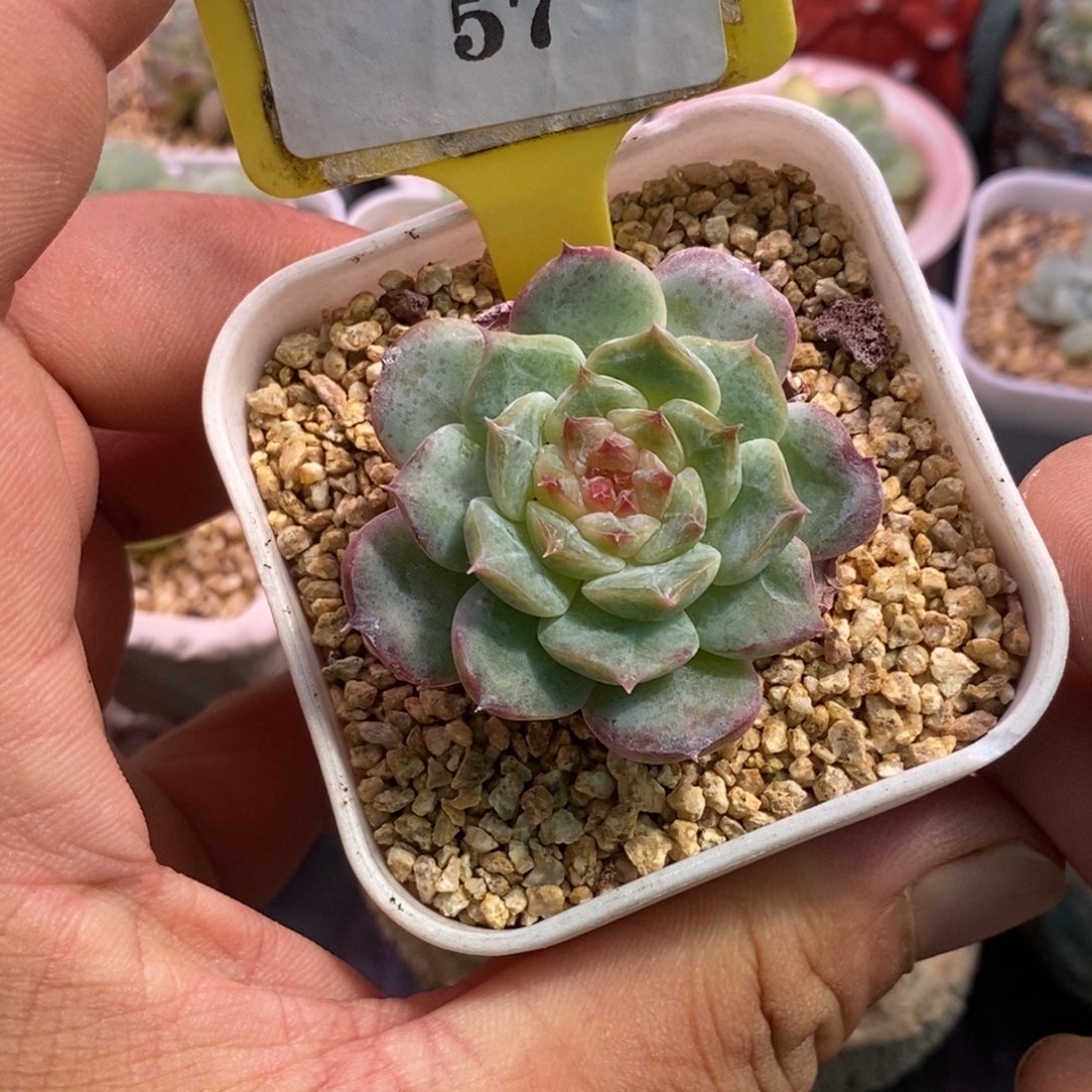 657糖心优选，开播福利